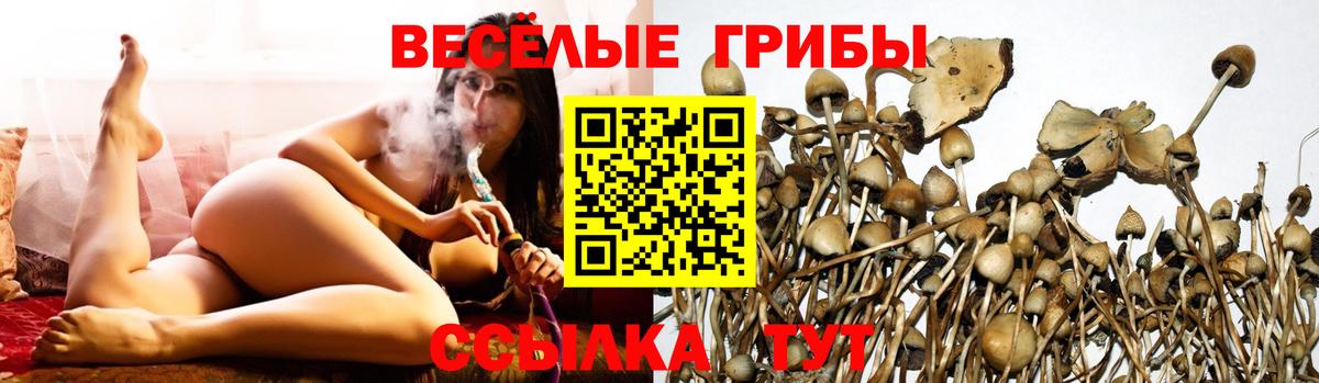 Горно-Алтайск  наркошоп  Вход с VPN  Псилоцибиновые грибы Cubensis 